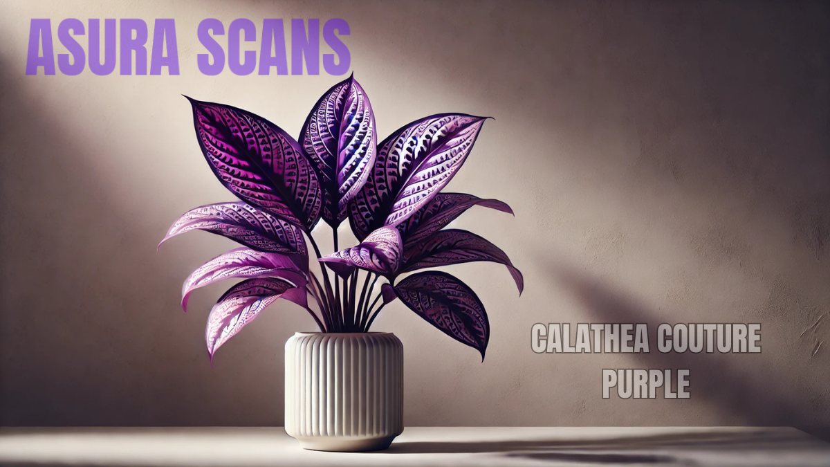 calathea couture purple